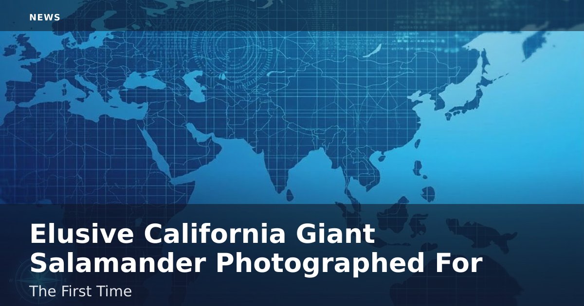 Elusive California Giant Salamander Photographed For The First Time