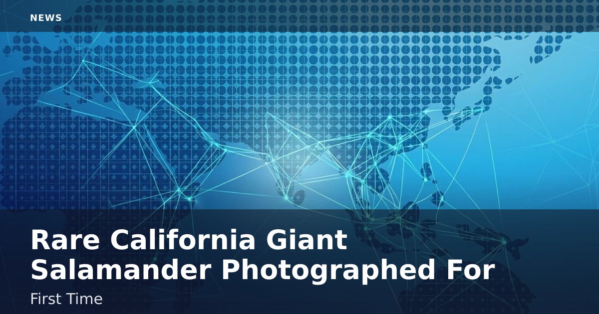 Rare California Giant Salamander Photographed For First Time